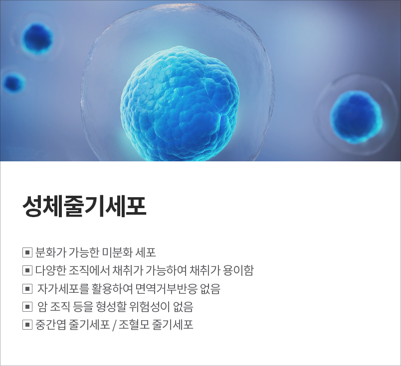 줄기세포2개1